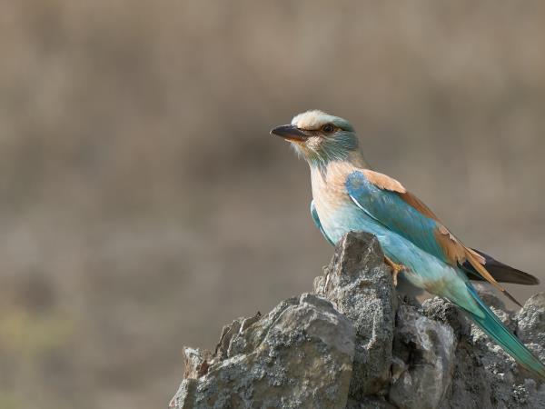 Birding tour in the Danube Delta, Romania