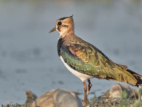 Birding tour in the Danube Delta, Romania