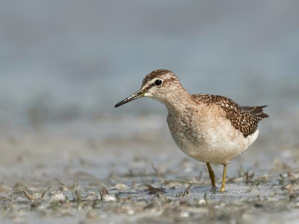 Birding tour in the Danube Delta, Romania