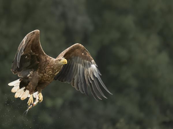 Danube Delta birdwatching in Romania