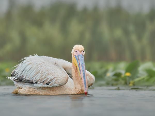 Danube Delta birdwatching in Romania