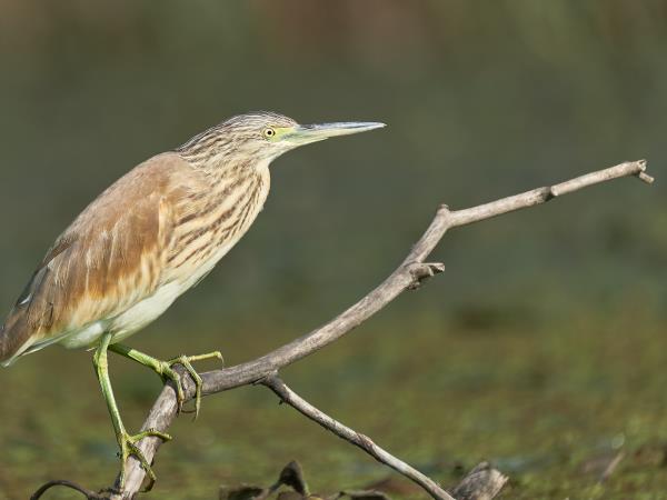 Danube Delta birdwatching in Romania