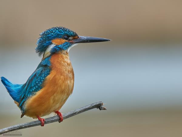 Danube Delta birdwatching in Romania