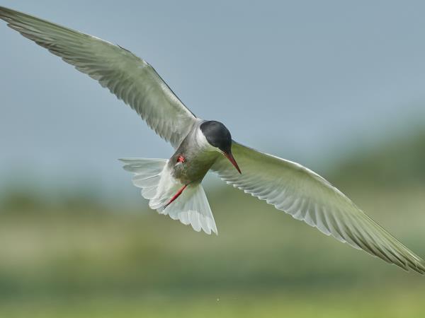 Danube Delta birdwatching in Romania