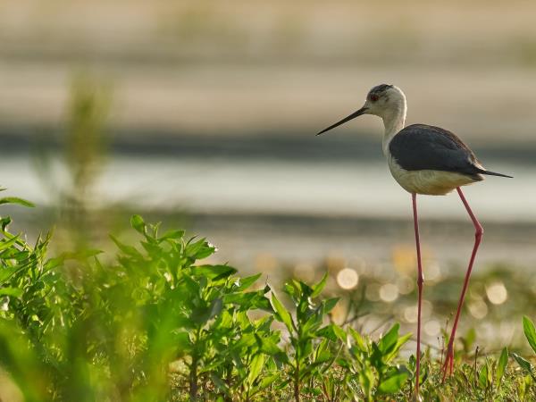 Danube Delta birdwatching in Romania