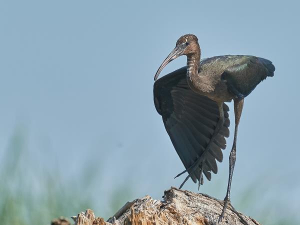 Danube Delta birdwatching in Romania