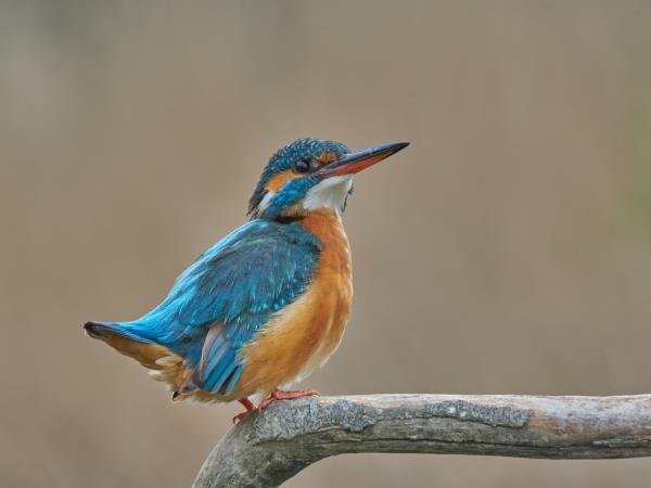 Danube Delta birdwatching tour, Romania