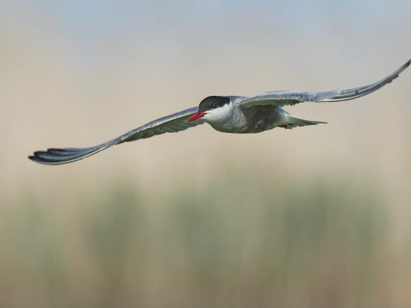 Danube Delta birdwatching tour, Romania