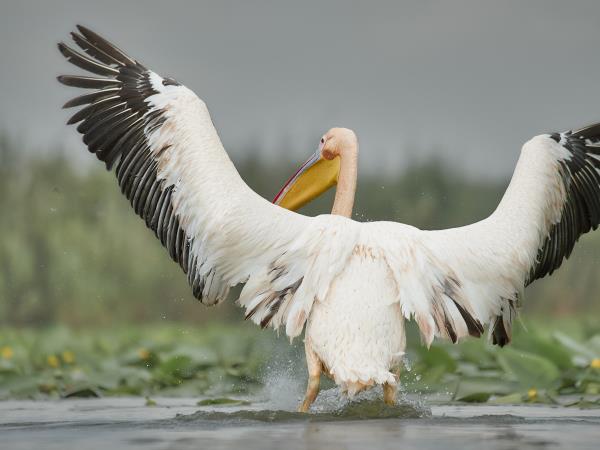 Danube Delta birdwatching tour, Romania