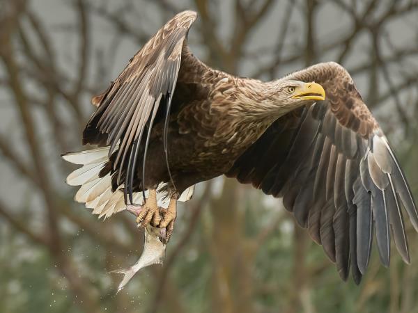 Danube Delta birdwatching tour, Romania