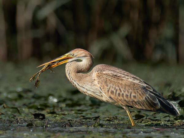 Danube Delta birdwatching tour, Romania