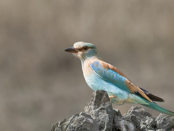Danube Delta birdwatching tour, Romania