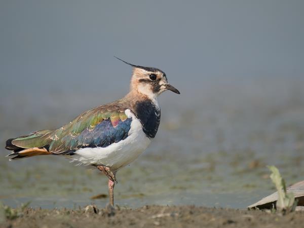 Danube Delta birdwatching tour, Romania