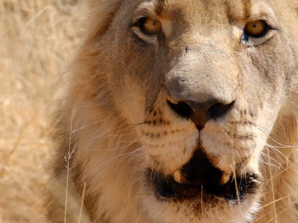 Harnas wildlife sanctuary volunteering, Namibia