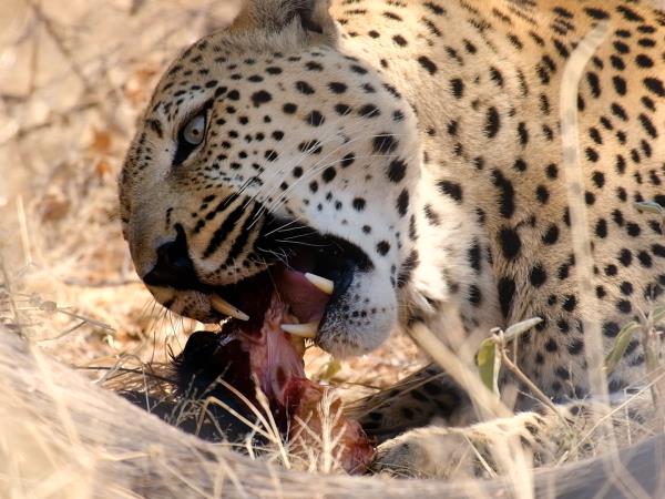 Harnas wildlife sanctuary volunteering, Namibia