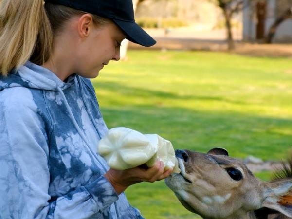 Harnas wildlife sanctuary volunteering, Namibia