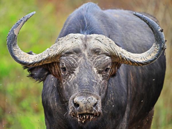 The best of Uganda, Kenya & Tanzania wildlife vacation