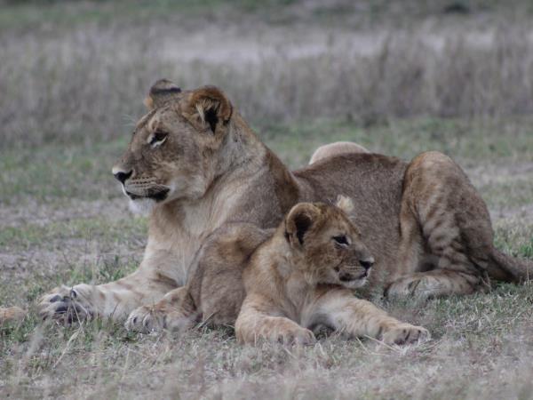 The best of Uganda, Kenya & Tanzania wildlife vacation