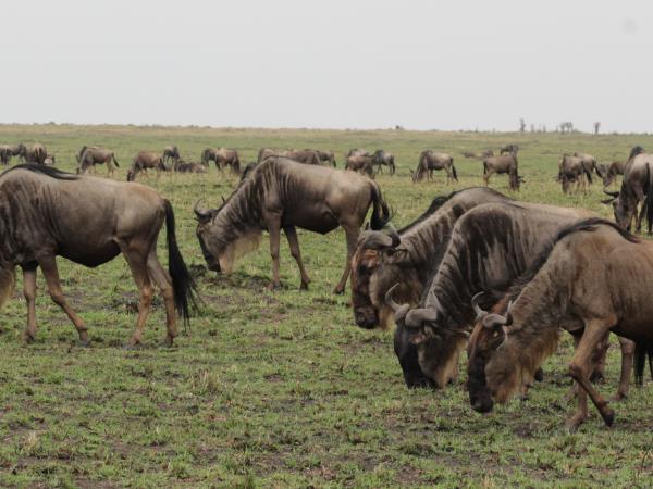The best of Uganda, Kenya & Tanzania wildlife vacation