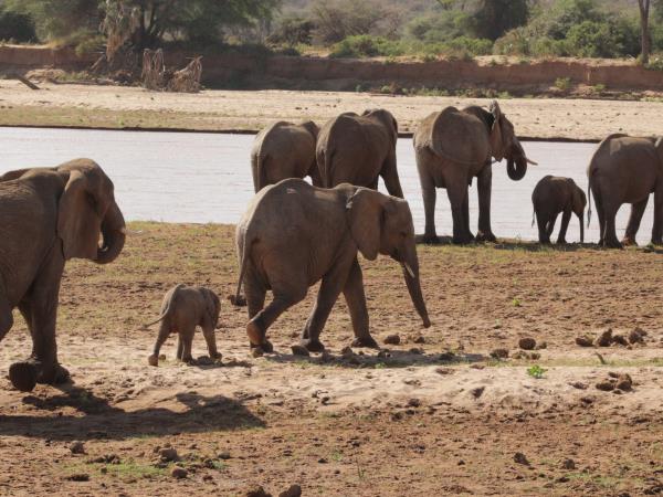The best of Uganda, Kenya & Tanzania wildlife vacation
