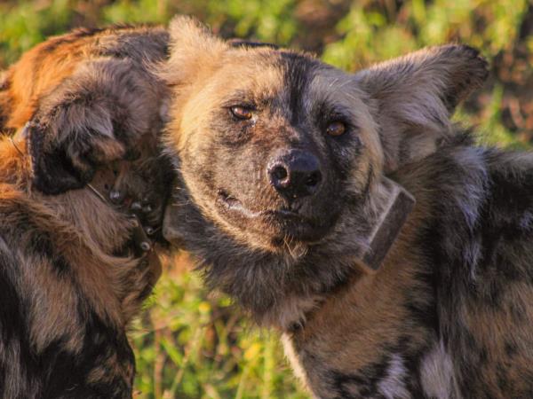 Endangered wildlife conservation in South Africa