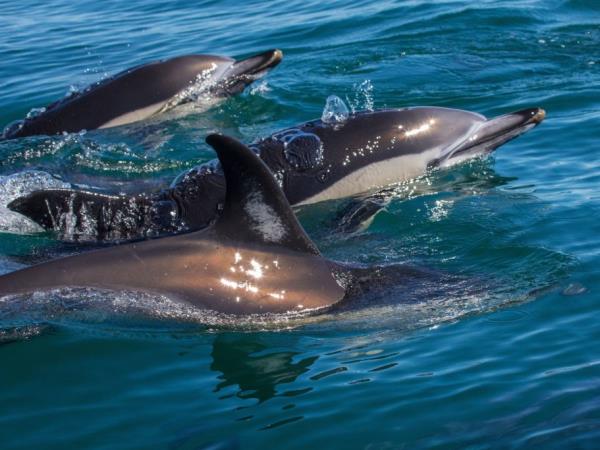 Azores family winter vacation, whale watching & walking