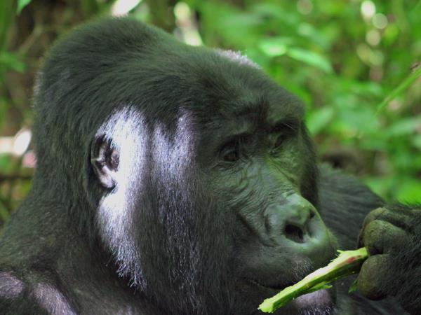 The best of Uganda, Kenya & Tanzania wildlife vacation