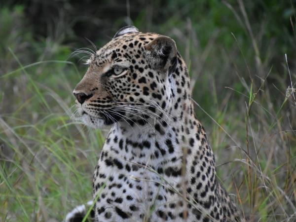 The best of Uganda, Kenya & Tanzania wildlife vacation