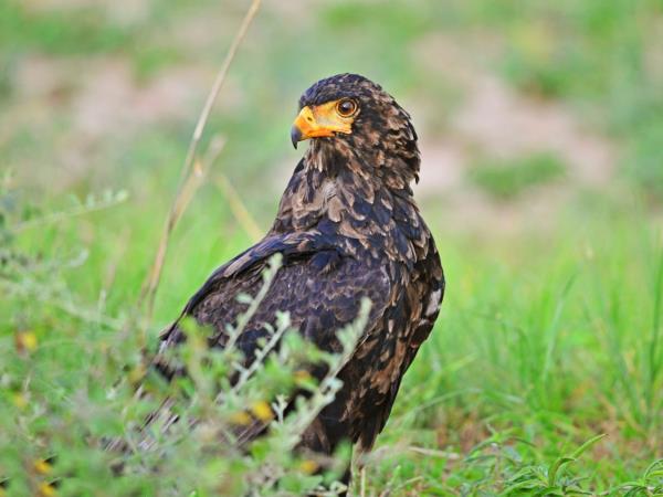 Culture and birding vacation in Uganda