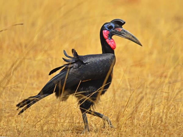 Culture and birding vacation in Uganda