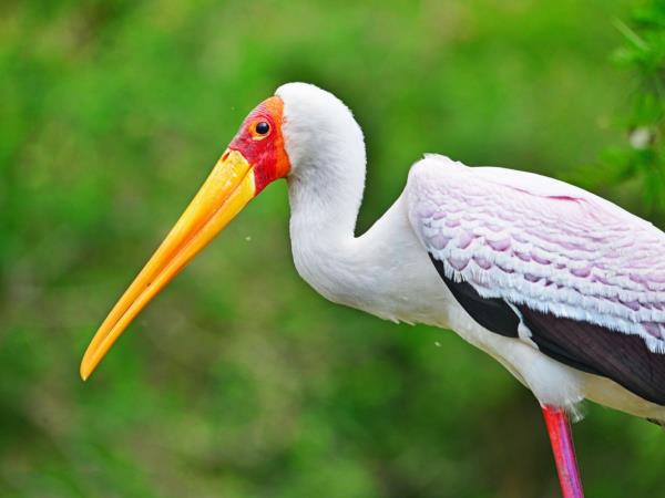 Culture and birding vacation in Uganda