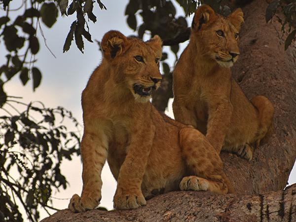 Tailor made gorilla and chimp tracking safari, Uganda