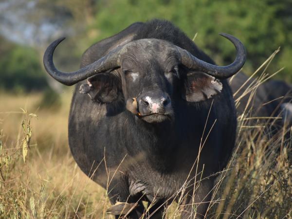 Gorilla and game safari in Uganda 