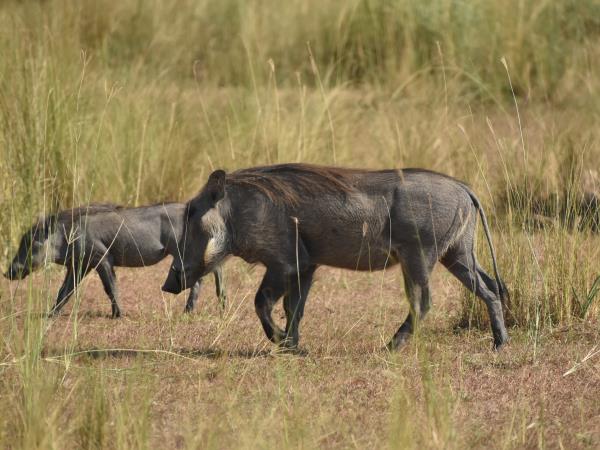 Small group adventure holiday in Uganda