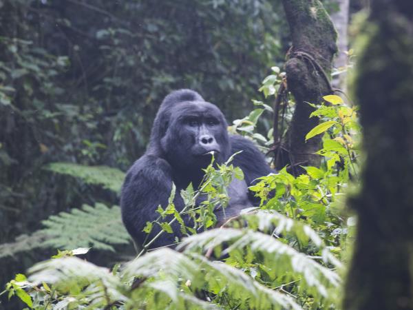 Uganda wildlife and activity holiday