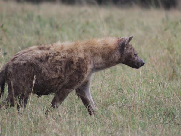 Uganda wildlife and activity holiday