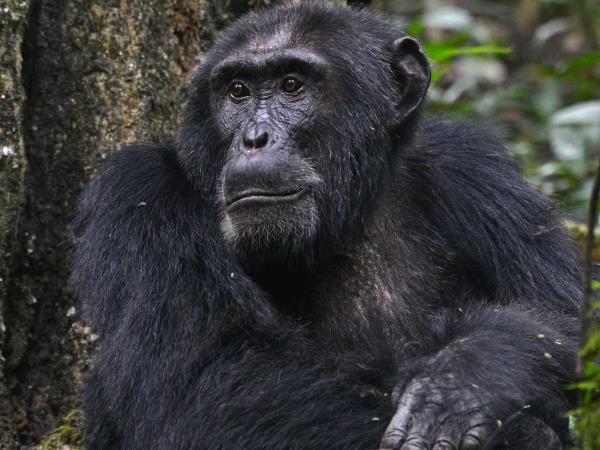 Uganda wildlife and activity holiday