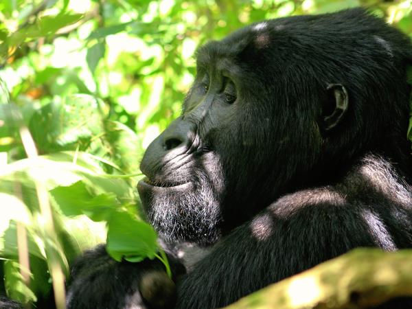 Uganda culture, traditions & wildlife vacation