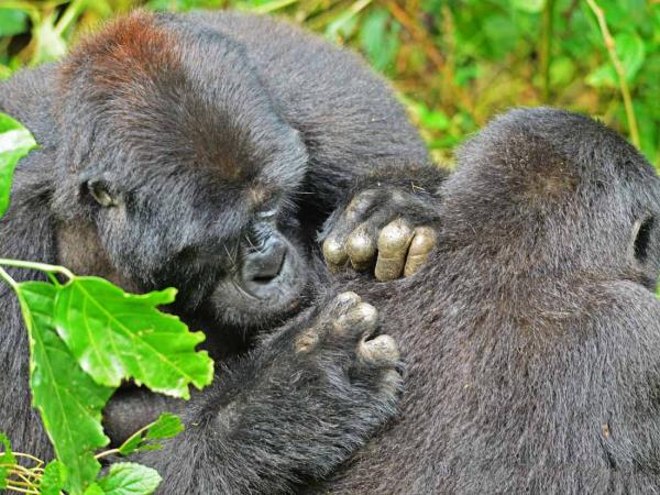 Uganda culture, traditions & wildlife vacation