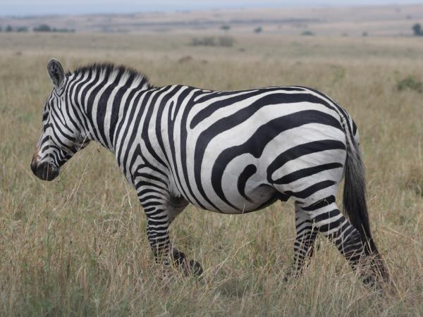 Uganda culture, traditions & wildlife vacation