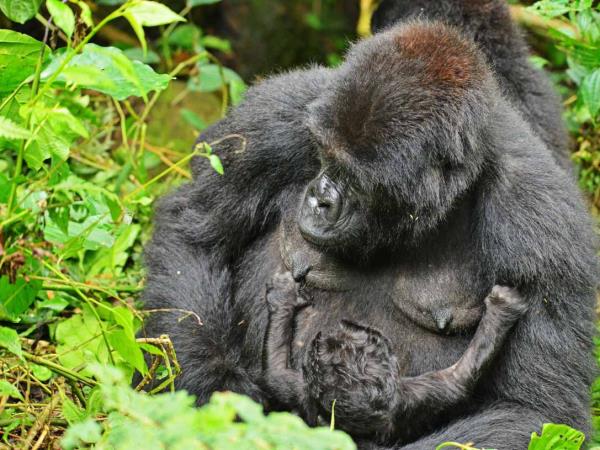 Uganda wildlife vacation