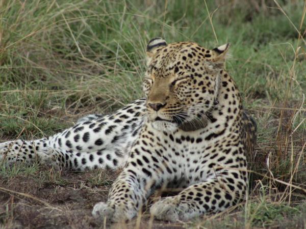 Uganda wildlife vacation