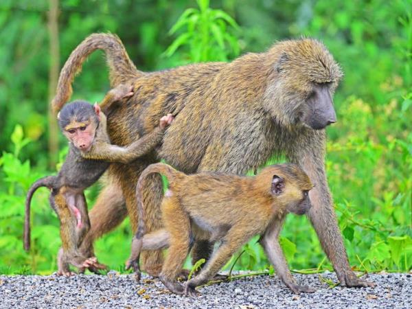 Uganda wildlife vacation