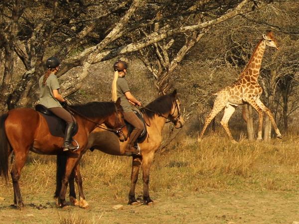 Horseback safari, South Africa