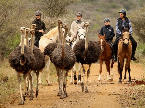 Horseback safari, South Africa