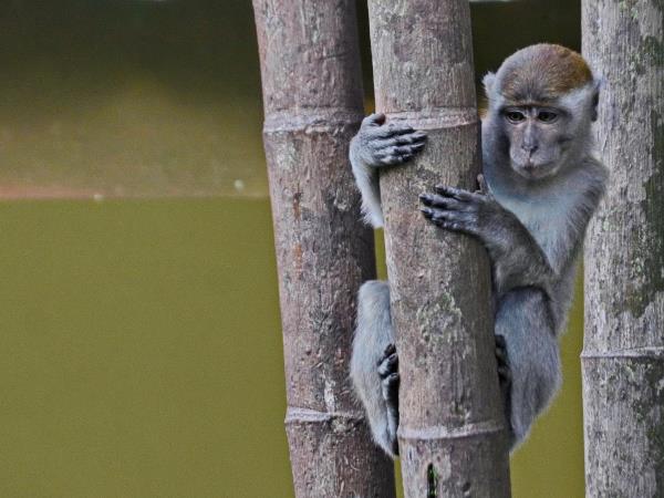 Sumatra tour, culture and orangutans