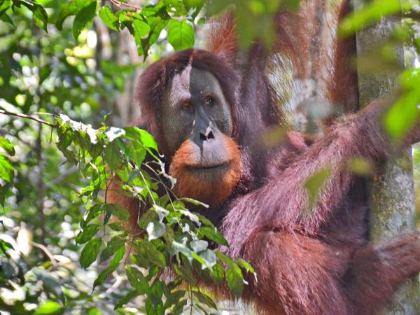 Sumatra tour, culture and orangutans
