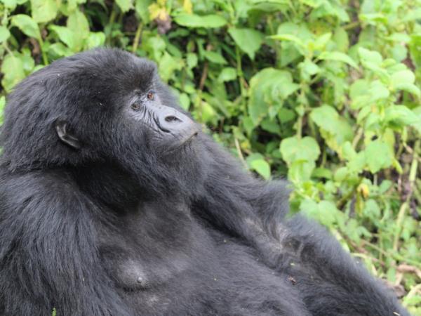 Rwanda bird watching vacation and gorilla trek