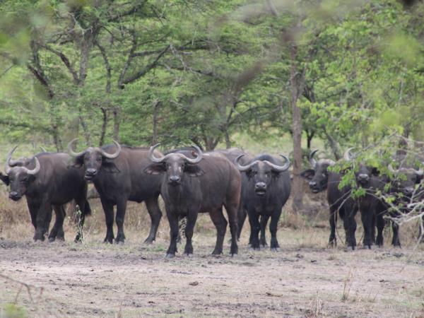 Best of Rwanda safari, 12 days