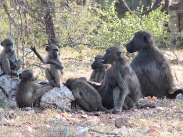 Volunteer with monkeys in South Africa